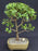 Baby Jade Bonsai Tree-(Portulacaria Afra)