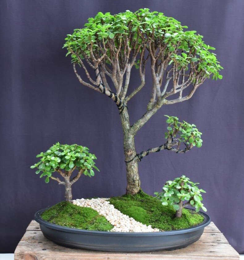 Trainded Baby Jade Bonsai Tree-3 Tree Forest Group-(Portulacaria Afra)