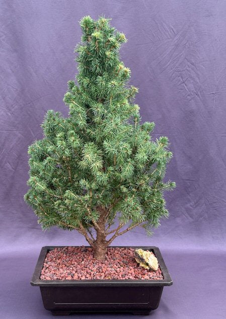 Dwarf Alberta Spruce Bonsai Tree-(picea glauca conica)