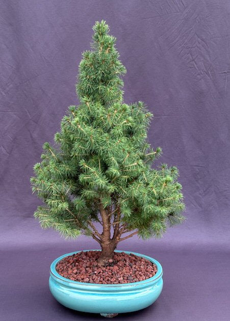 Dwarf Alberta Spruce Bonsai Tree-(picea glauca conica)