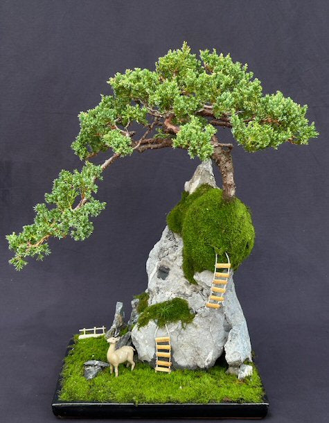 Juniper Bonsai Tree - Stone Landscape Scene-(juniper procumbens nana)