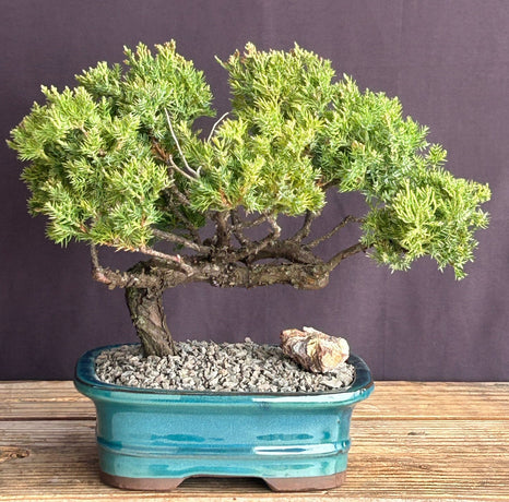 Juniper Bonsai Tree - Trained in Jin Style--(juniper procumbens nana)