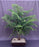 Norfolk Island Pine Bonsai Tree-(araucaria heterophila)-