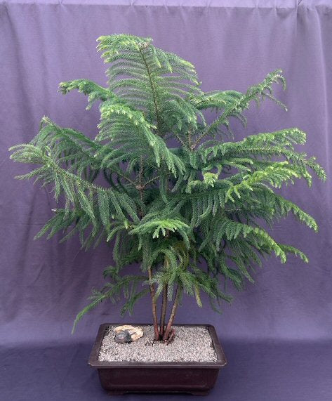 Norfolk Island Pine Bonsai Tree-(araucaria heterophila)-
