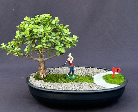Baby Jade Bonsai Tree - Miniature Golf Course Scene-(portulacaria afra)