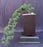 Juniper Bonsai Tree-Cascade Style-(juniper procumbens nana)