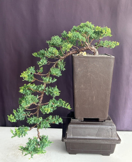 Juniper Bonsai Tree-Cascade Style-(juniper procumbens nana)