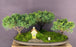 Shimpaku Juniper Bonsai Tree-Three(3) Tree Forest Group-(juniperus chinensis)