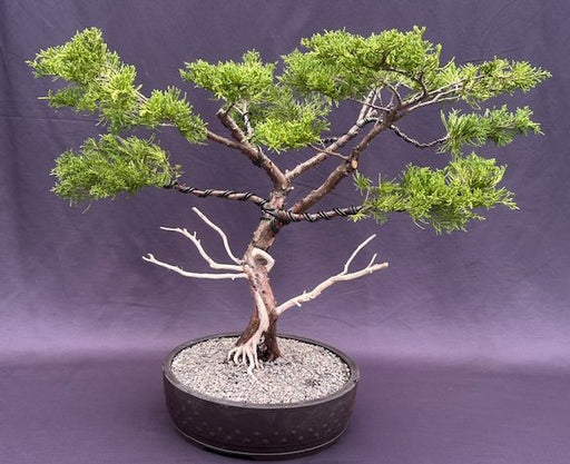 Golden Chinese Juniper Bonsai Tree-Trained with Jin & Shari Style-(Juniperus × pfitzeriana 'Old Gold')