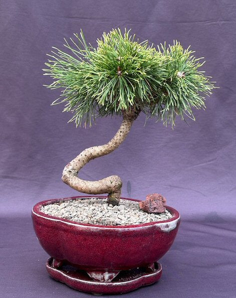 Twisty Mugo Pine Bonsai Tree-(pinus mugo 'twisty')