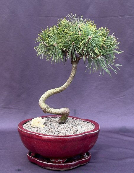 Twisty Mugo Pine Bonsai Tree-(pinus mugo 'twisty')