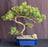 Juniper Bonsai Tree - Trained -(juniper procumbens nana)