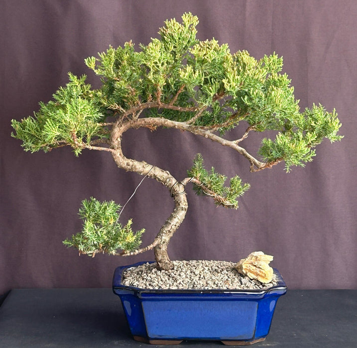 Juniper Bonsai Tree - Trained -(juniper procumbens nana)