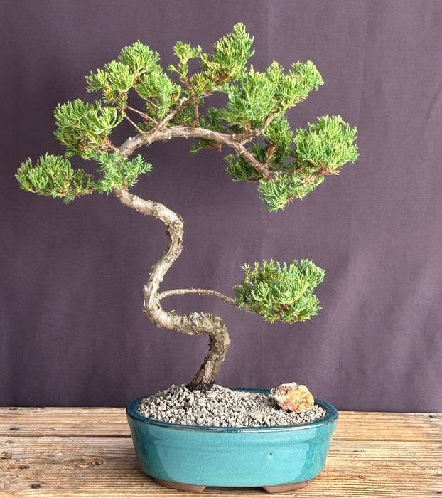 Juniper Bonsai Tree - Trained -(juniper procumbens nana)