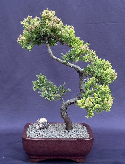 Juniper Bonsai Tree - Trained -(juniper procumbens nana)