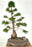 Dwarf Alberta Spruce Bonsai Tree-(picea glauca conica)
