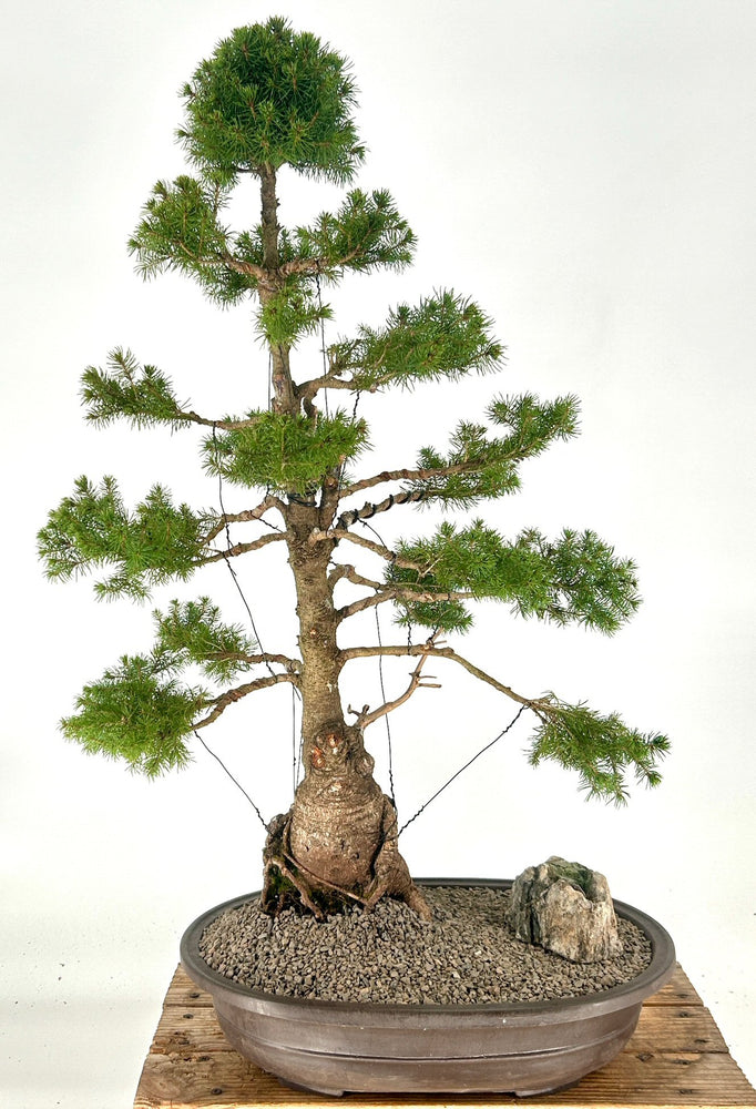 Dwarf Alberta Spruce Bonsai Tree-(picea glauca conica)