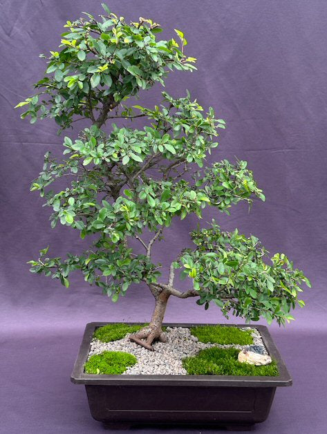 Chinese Elm Bonsai Tree-(ulmus parvifolia)