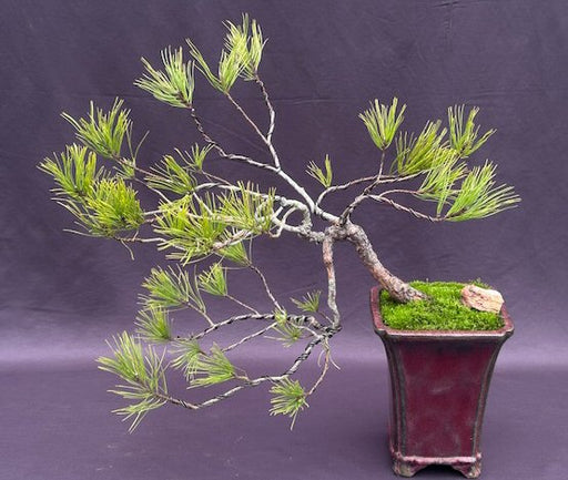 Seed Grown Pitch Pine Bonsai Tree-Cascade Style-(Pinus rigida)