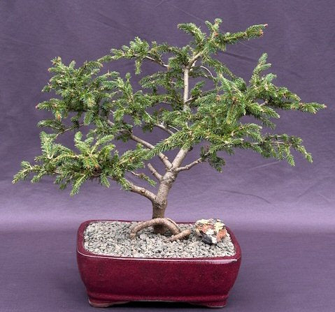 Dwarf Norway Spruce 'Pusch' Bonsai Tree-(picea abies 'pusch')