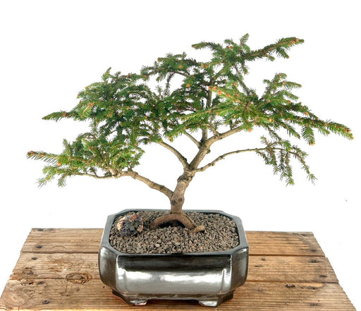 Dwarf Norway Spruce 'Pusch' Bonsai Tree-(picea abies 'pusch')