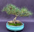 Mugo Pine Bonsai Tree-Root Over Rock Style-(pinus mugo 'valley cushion')
