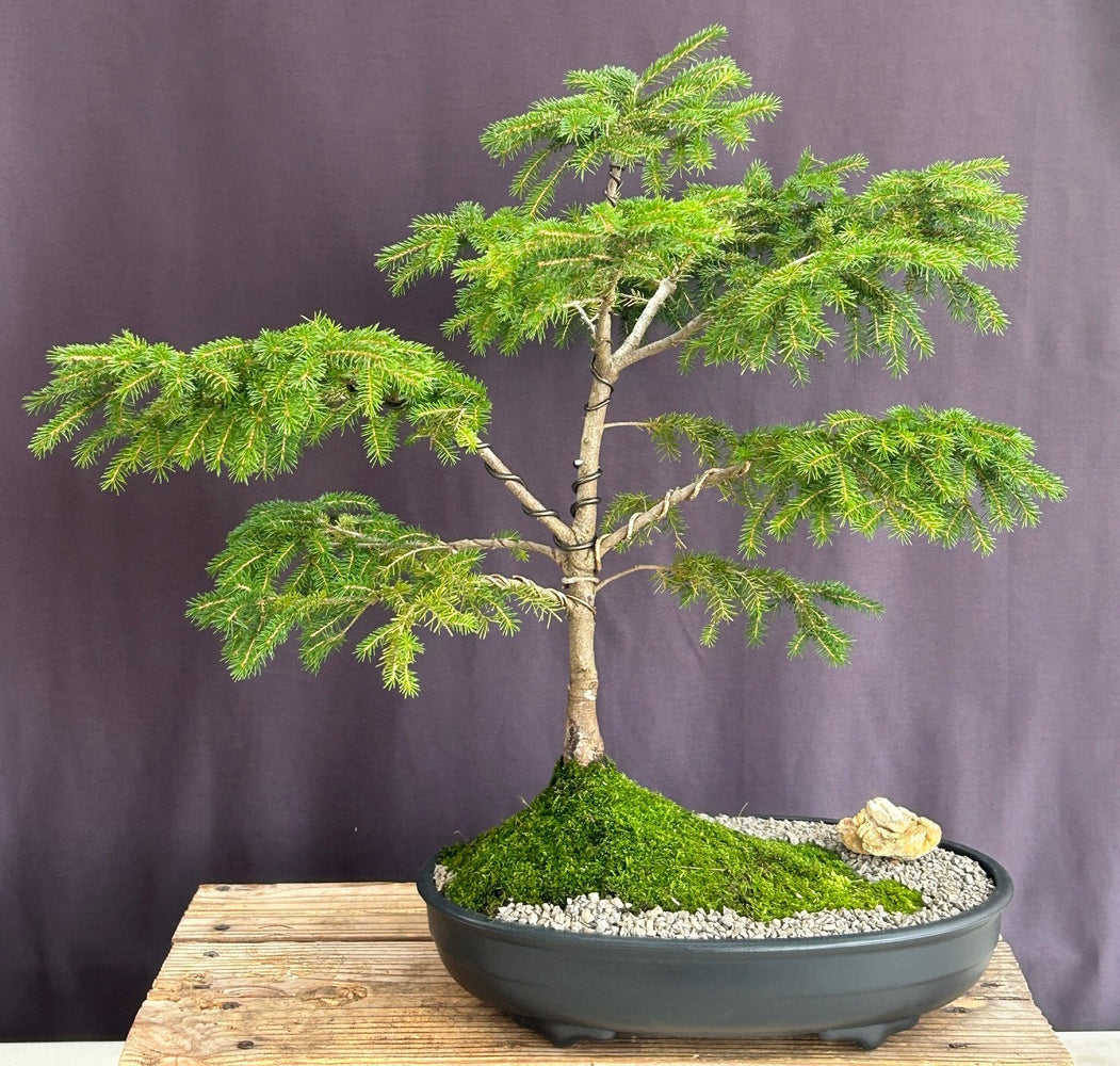 Oriental Spruce Bonsai Tree-(Picea orientalis)