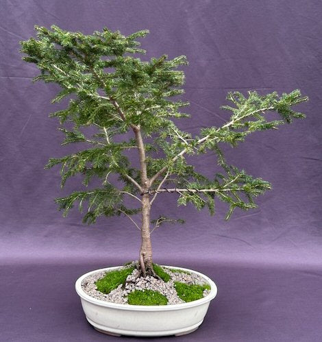 Oriental Spruce Bonsai Tree-(Picea orientalis)