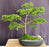 Oriental Spruce Bonsai Tree-(Picea orientalis)