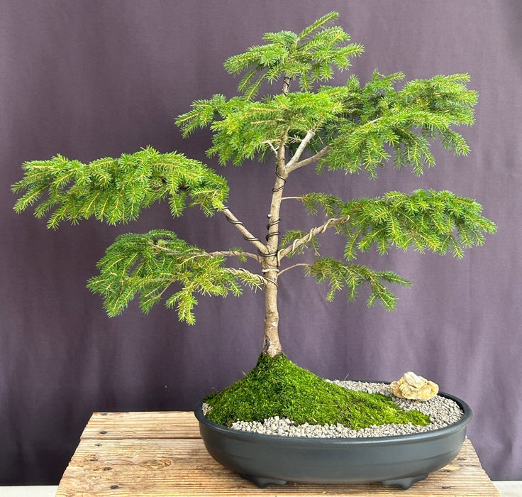 Oriental Spruce Bonsai Tree-(Picea orientalis)