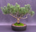 Mugo Pine Bonsai Tree-(pinus mugo 'valley cushion')