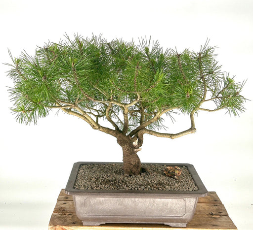 Mugo Pine Bonsai Tree-(pinus mugo 'valley cushion')