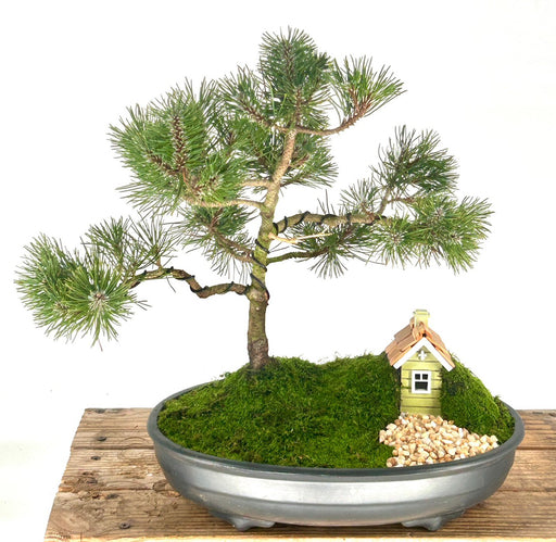 Mugo Pine Bonsai Tree-(pinus mugo 'valley cushion')