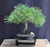 Mugo Pine Bonsai Tree-(pinus mugo 'valley cushion')