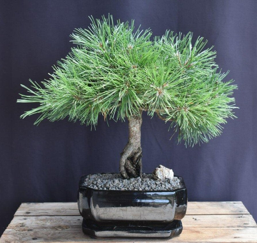 Mugo Pine Bonsai Tree-(pinus mugo 'valley cushion')