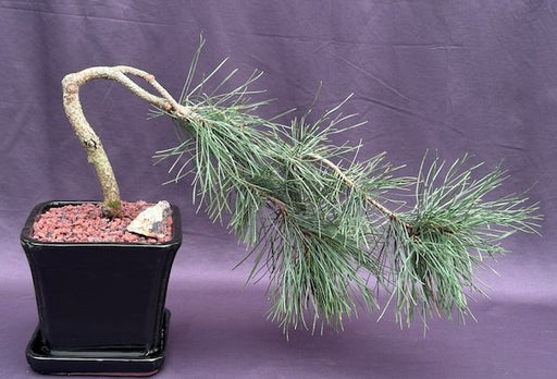 Contorted Eastern White Pine Bonsai Tree-Cascade Style-(pinus strobus 'Contorta')
