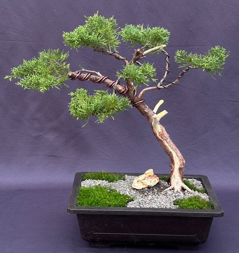 Golden Chinese Juniper Bonsai Tree-Trained with Jin & Shari Style-(Juniperus × pfitzeriana 'Old Gold')