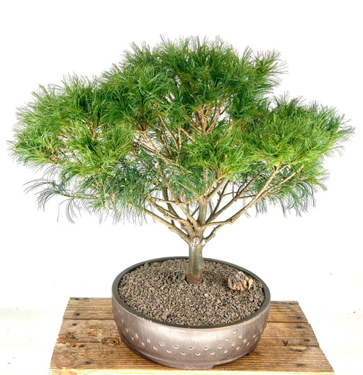 Mini Twists Eastern White Pine-(Pinus strobus ?Mini Twists?)