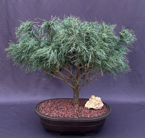 Mini Twists Eastern White Pine-(Pinus strobus ?Mini Twists?)