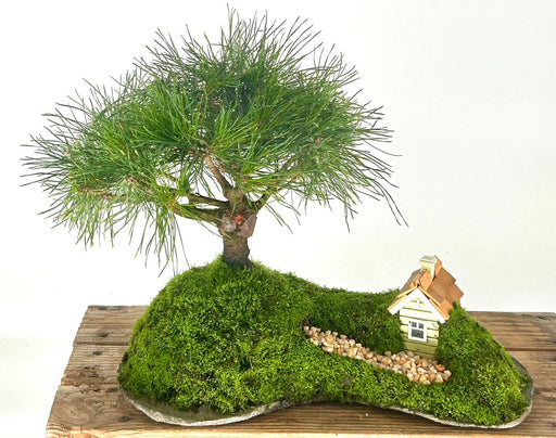 Mugo Pine Bonsai Tree-(pinus mugo 'valley cushion')