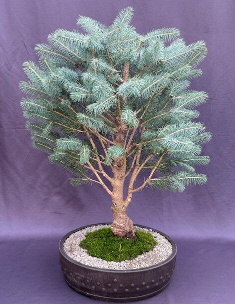 Colorado Blue Spruce Bonsai Tree-(picea pungens 'Globosa')