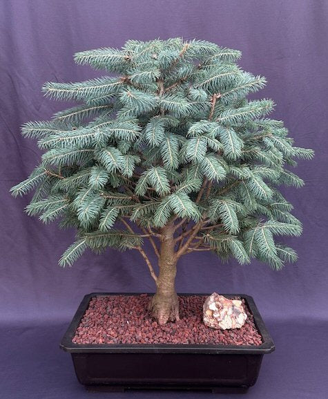 Colorado Blue Spruce Bonsai Tree-(picea pungens 'Globosa')