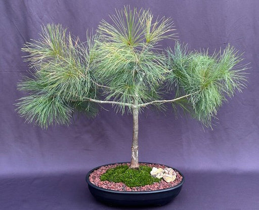 Eastern White Pine Bonsai Tree-(Pinus strobus)