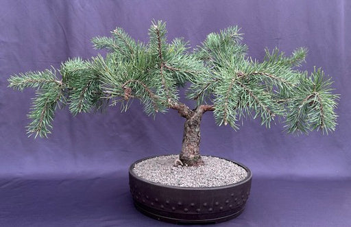 Hillside Creeper Scots Pine Bonsai Tree-(Pinus sylvestris 'Hillside Creeper')