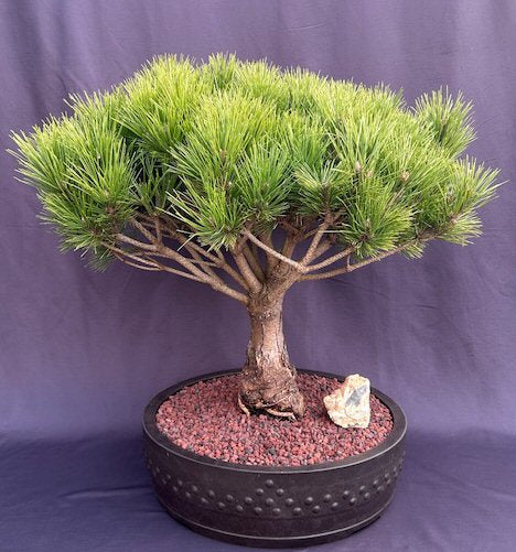 Mugo Pine Bonsai Tree-(pinus mugp 'valley cushion')