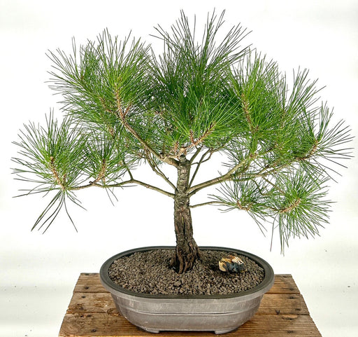 Japanese Red Pine Bonsai Tree-(pinus densiflora)