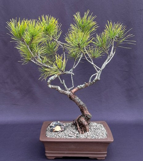 Seed Grown Pitch Pine Bonsai Tree-Semi-Upright-(Pinus rigida)