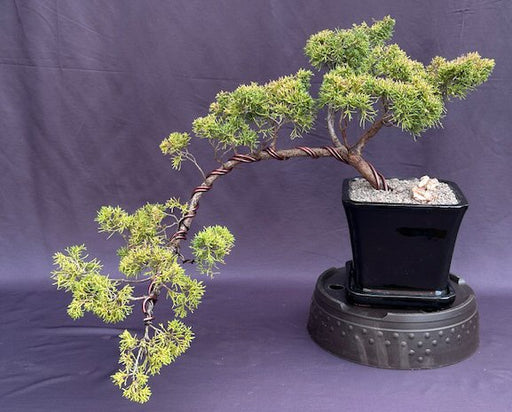 Golden Chinese Shimpaku Bonsai Tree-Cascading Style-( Juniperus chinensis 'Shimpaku Aurea')