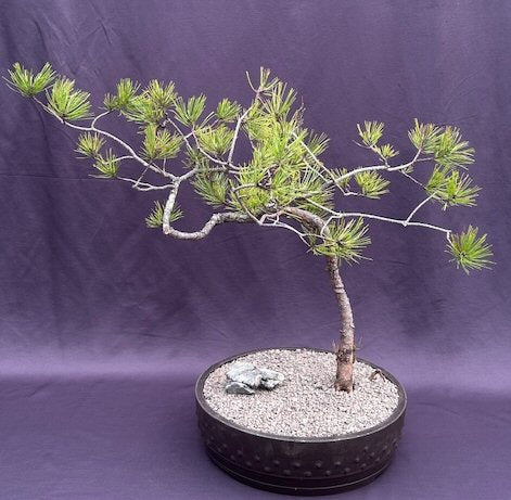 Pitch Pine Bonsai Tree-Bunjin Style-(Pinus rigida)