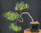 Cascading Pitch Pine Bonsai Tree-(Pinus rigida)